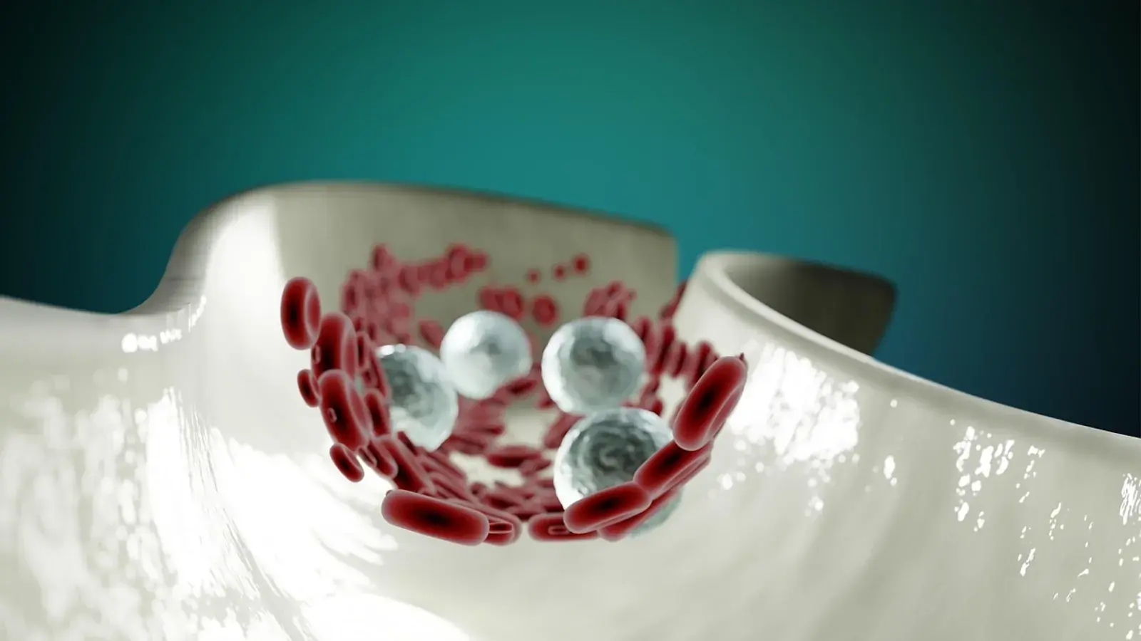 Rote und weiße Blutkörperchen in einem Blutgefäß, 3D-Darstellung