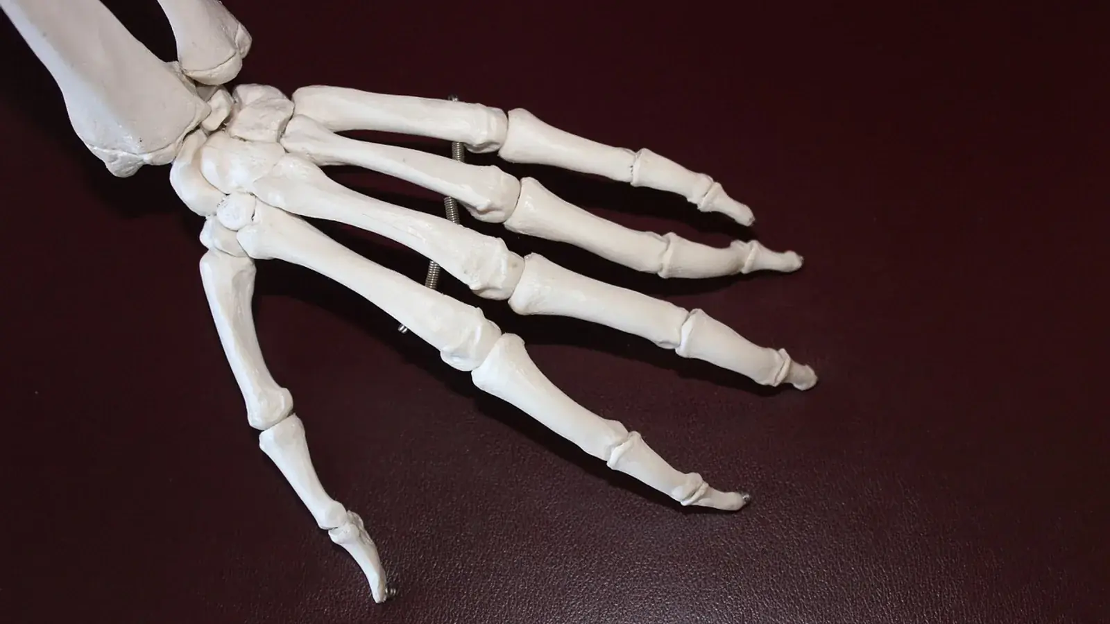 Knochen von Hand und Handgelenk an einem Skelettmodell vor dunklem Hintergrund