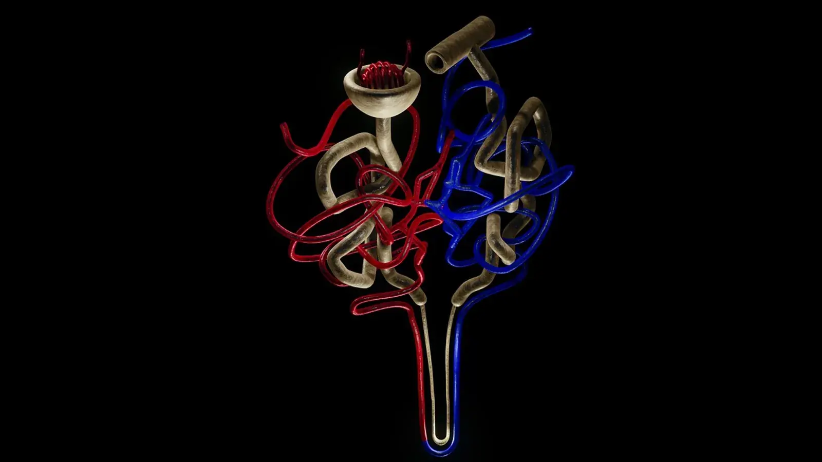 Dreidimensionale Darstellung eines Nephrons mit Kanälchen und Blutgefäßen vor schwarzem Hintergrund