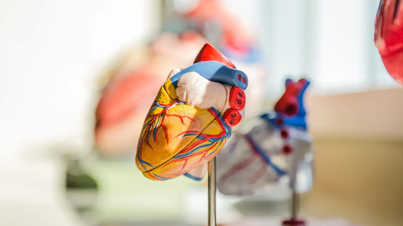 Farbiges anatomisches Herzmodell auf einem Ständer, dahinter unscharf weitere Organmodelle