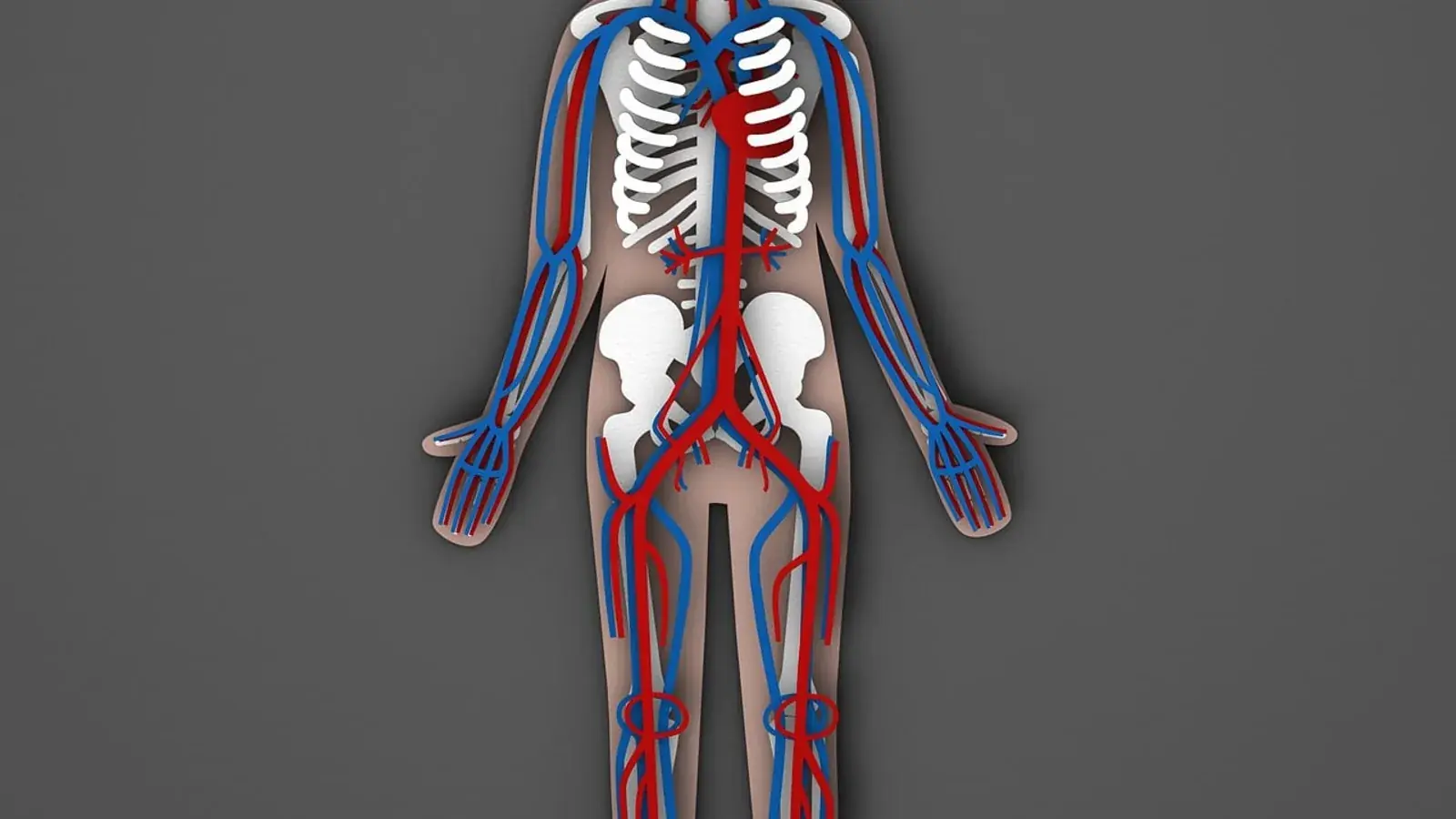 Schematischer Körper mit Rippen und Becken, roten Arterien und blauen Venen