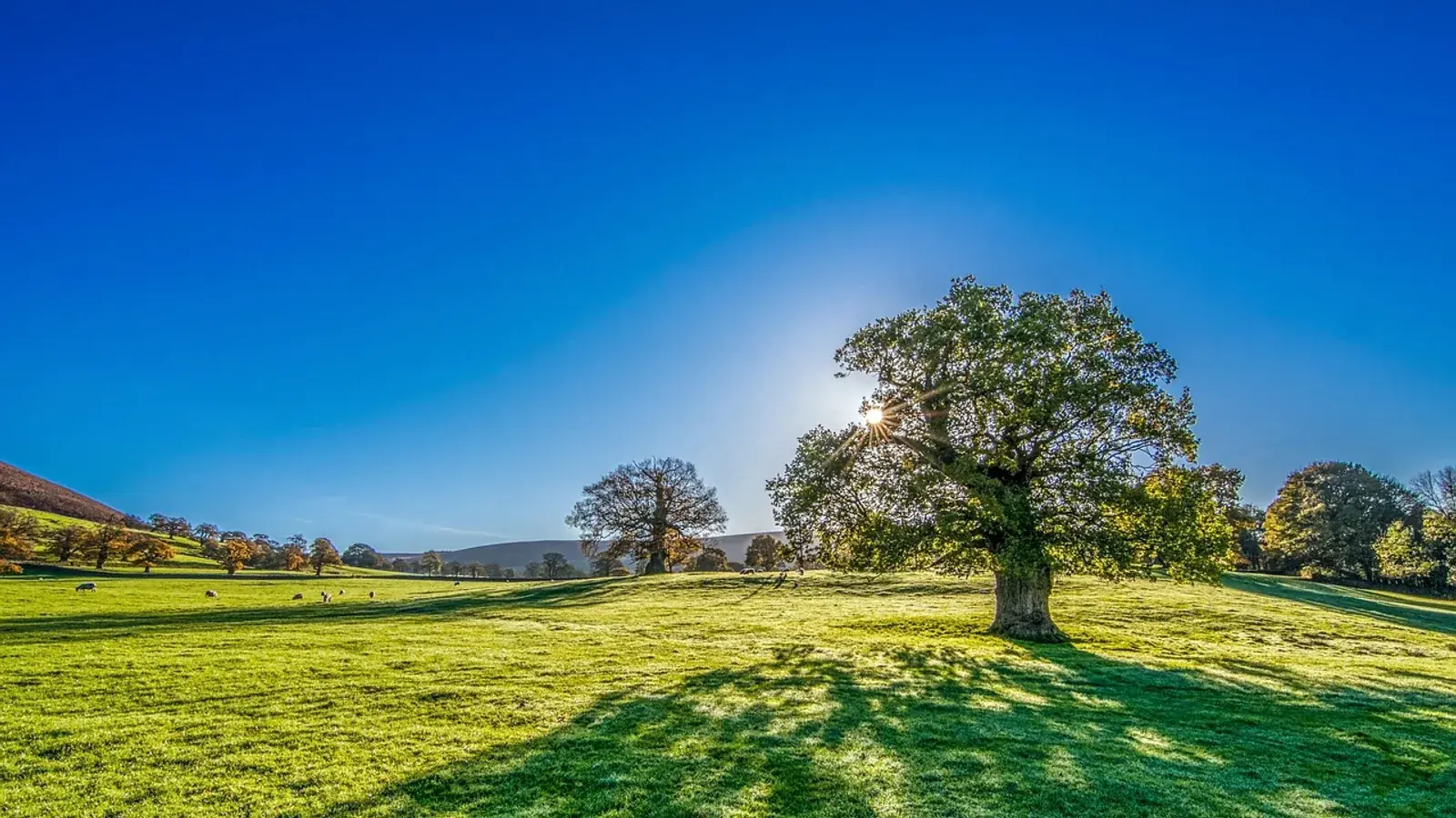 Sonne strahlt hinter einem Baum auf einer grünen Wiese unter blauem Himmel